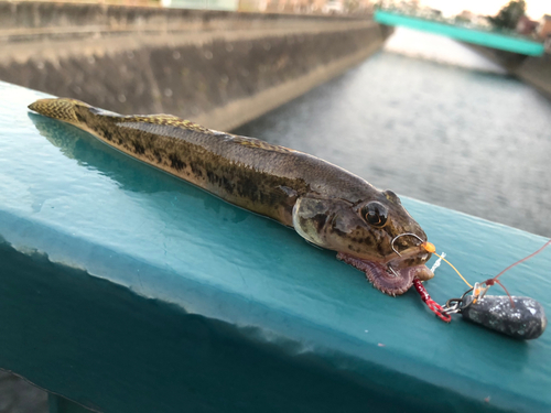 マハゼの釣果