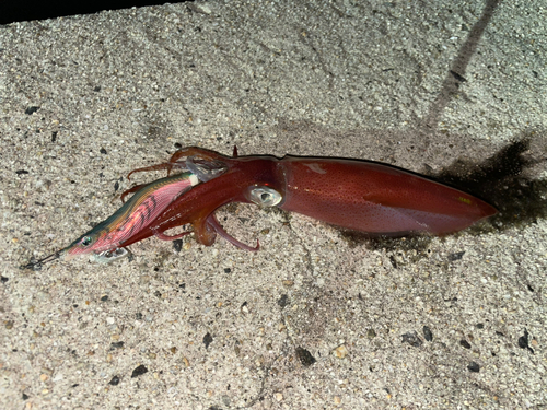 ケンサキイカの釣果