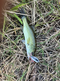 ナマズの釣果