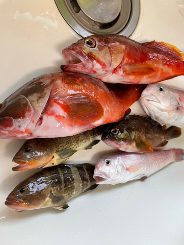 シロアマダイの釣果