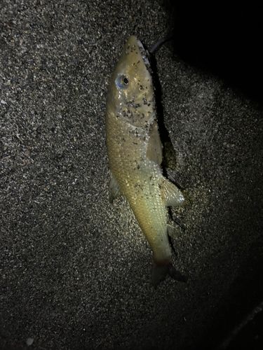 ニゴイの釣果
