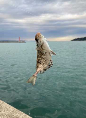 アイゴの釣果