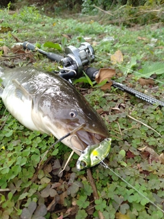 ニホンナマズの釣果