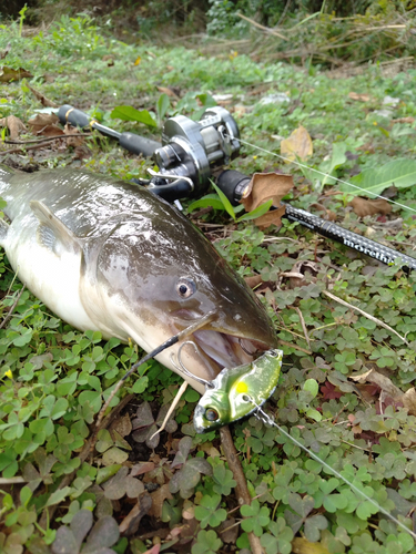 ニホンナマズの釣果