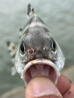 コトヒキの釣果