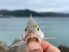 ヒメフエダイの釣果