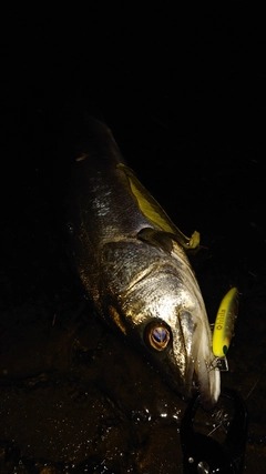 フッコ（マルスズキ）の釣果