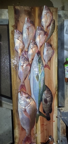 マダイの釣果