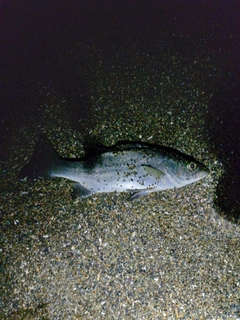 セイゴ（ヒラスズキ）の釣果