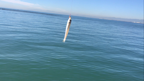 シロギスの釣果