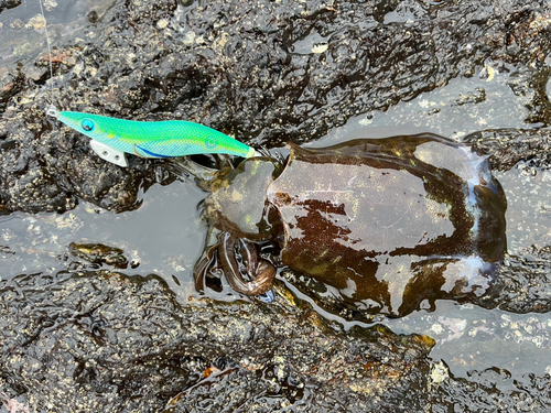 アオリイカの釣果