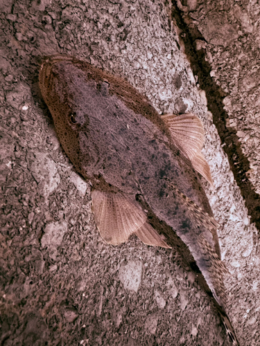 マゴチの釣果