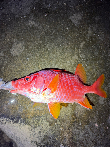 トガリエビスの釣果