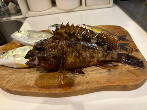 カサゴの釣果