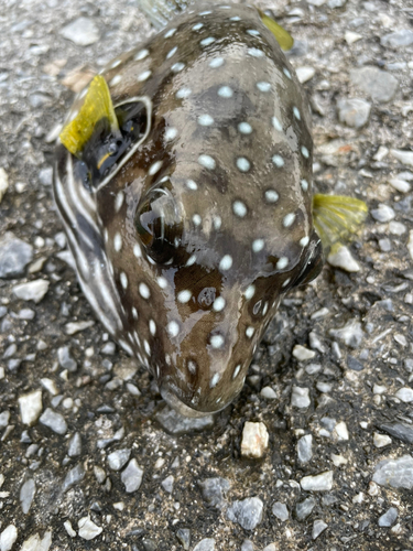 サザナミフグの釣果