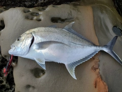 ロウニンアジの釣果