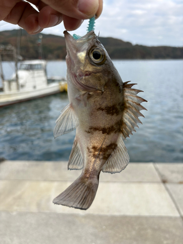 メバルの釣果