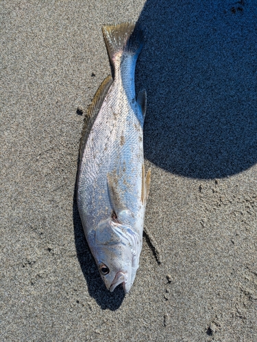 イシモチの釣果