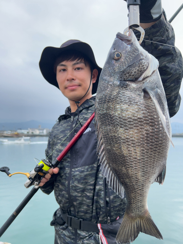 チヌの釣果