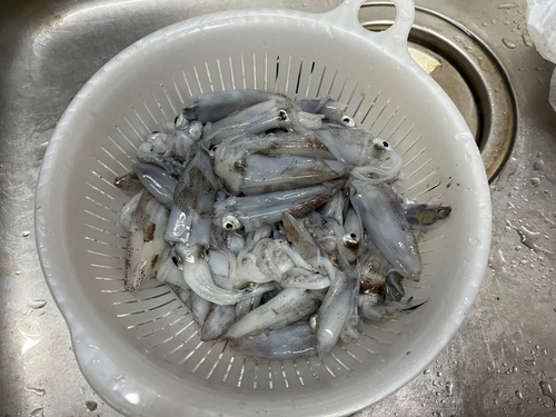 ヒイカの釣果