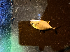 メッキの釣果
