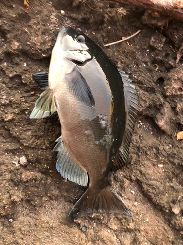 ヘダイの釣果