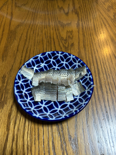 コノシロの釣果