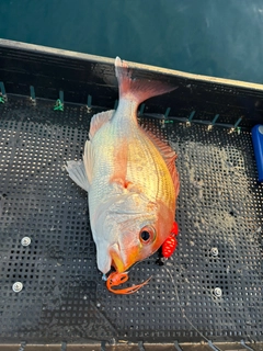 レンコダイの釣果