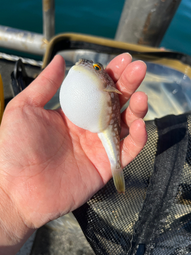 表浜名湖