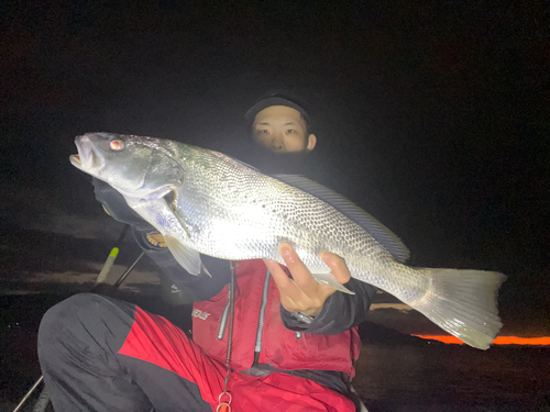 オオニベの釣果