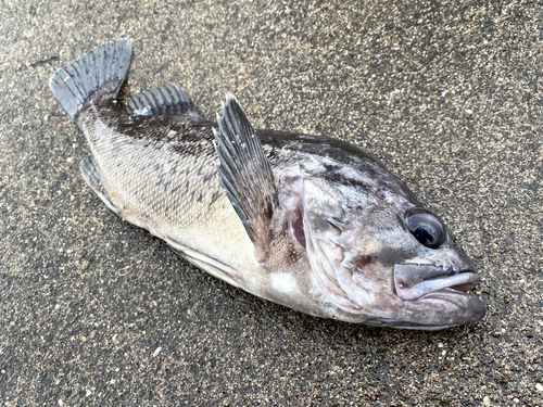 クロソイの釣果