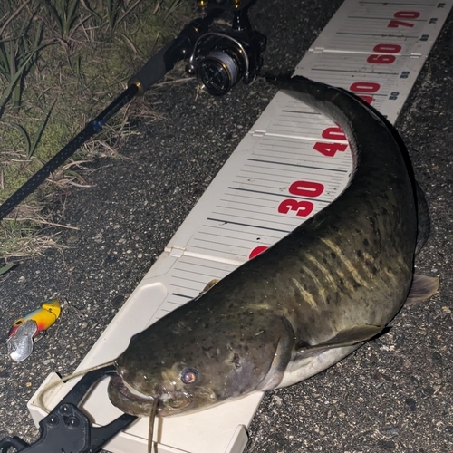 ナマズの釣果