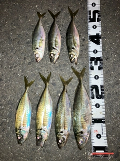 アジの釣果