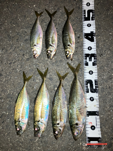 アジの釣果