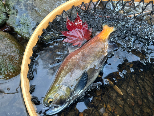 ヒメマスの釣果