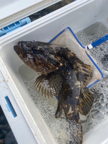 タケノコメバルの釣果