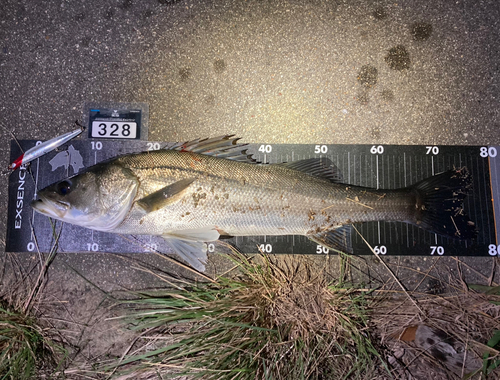 シーバスの釣果