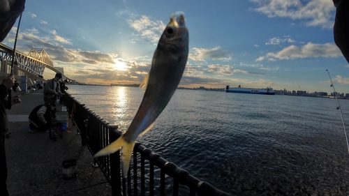 若洲海浜公園海釣り施設