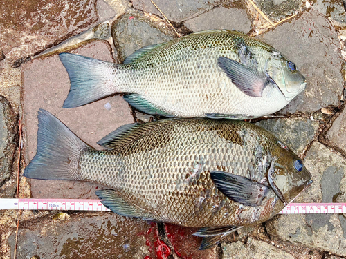 グレの釣果