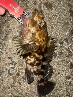 カサゴの釣果