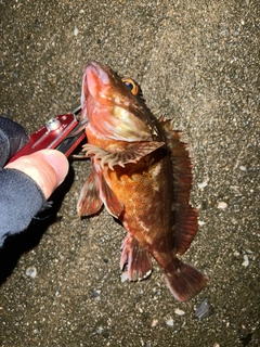 カサゴの釣果