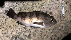 メバルの釣果