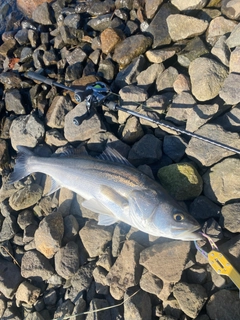 スズキの釣果