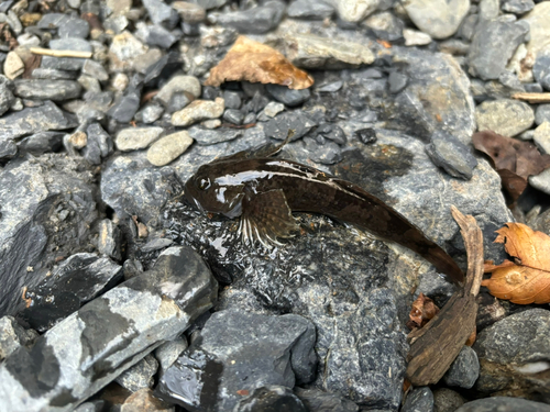 峰谷川渓流釣場