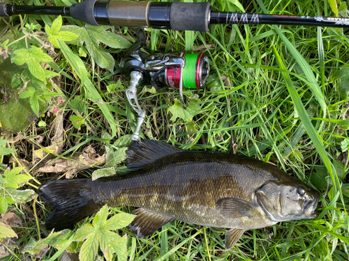 スモールマウスバスの釣果