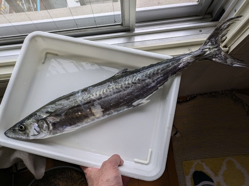 サゴシの釣果