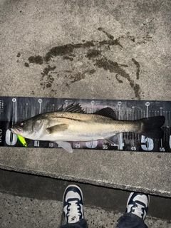 シーバスの釣果