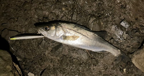 フッコ（マルスズキ）の釣果