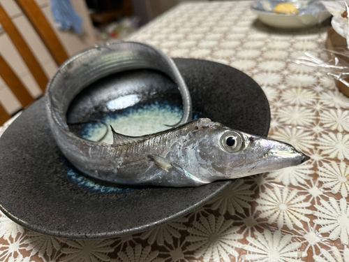 タチウオの釣果