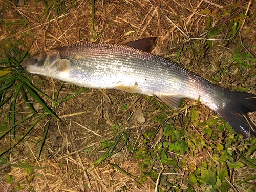 ウグイの釣果